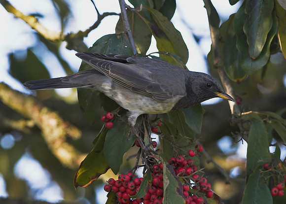 Black-throated Thrush (adult male)