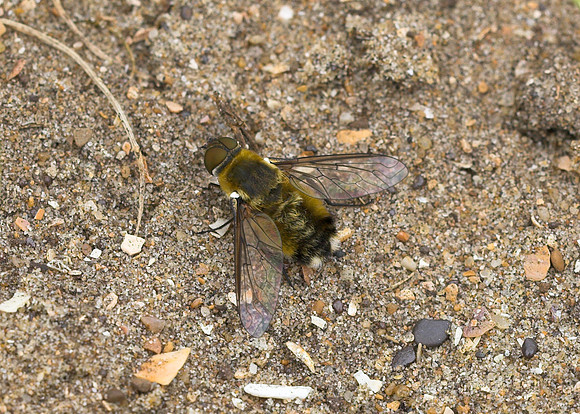 Dune Villa (Villa modesta) male