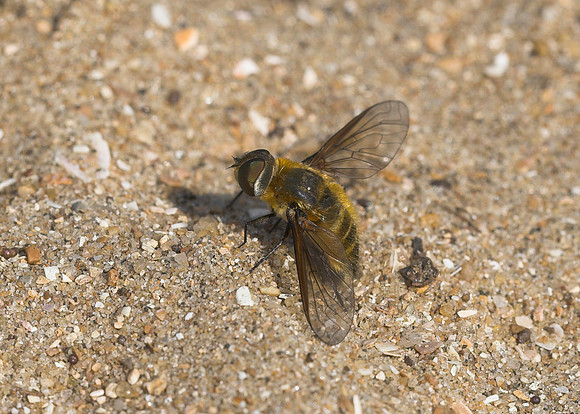 Dune Villa (Villa modesta) female