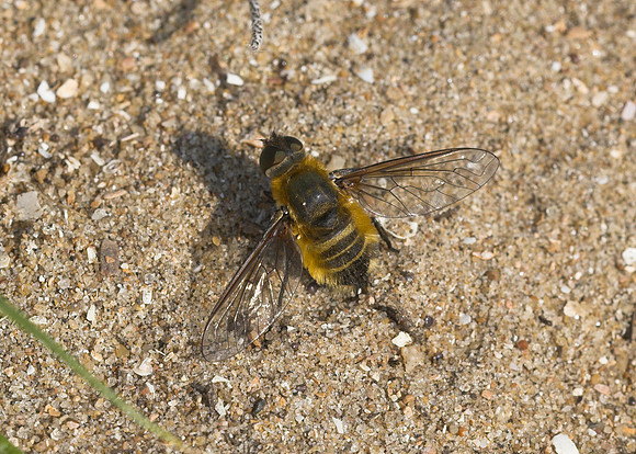 Dune Villa (Villa modesta) female