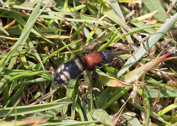 Large Velvet Ant (Mutilla europaea) female