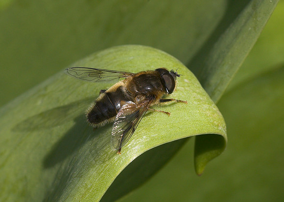 Tapered Dronefly (Eristalis pertinax)