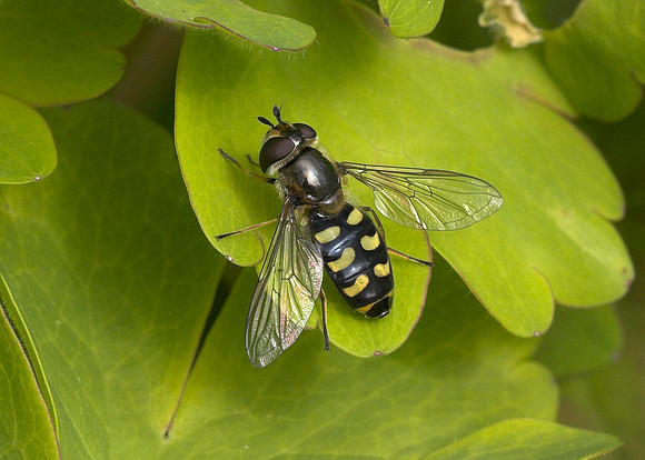 Common Spotted Eupeodes (Eupeodes luniger) female