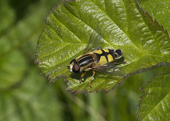 Large Tiger Hoverfly (Helophilus trivittatus) male