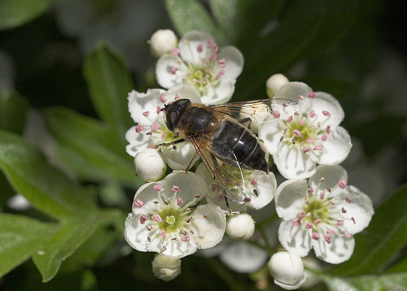 Stripe-faced Dronefly (Eristalis nemorum) female