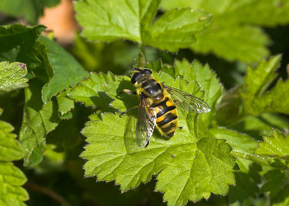Batman Hoverfly (Myathropa florea) female