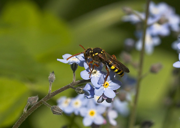 Gooden's Nomad Bee (Nomada goodeniana) female