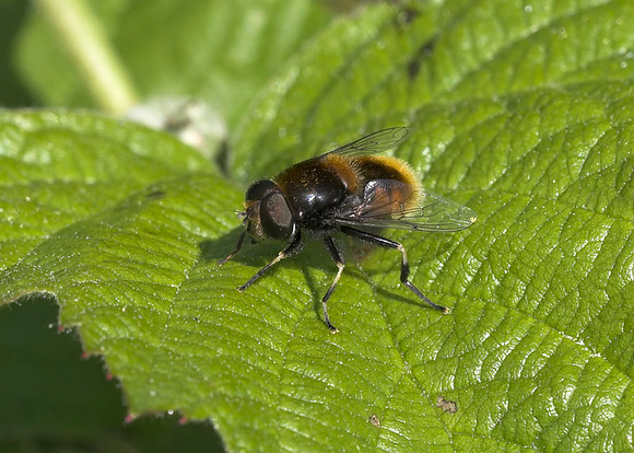 Furry Dronefly (Eristalis intricarius) male