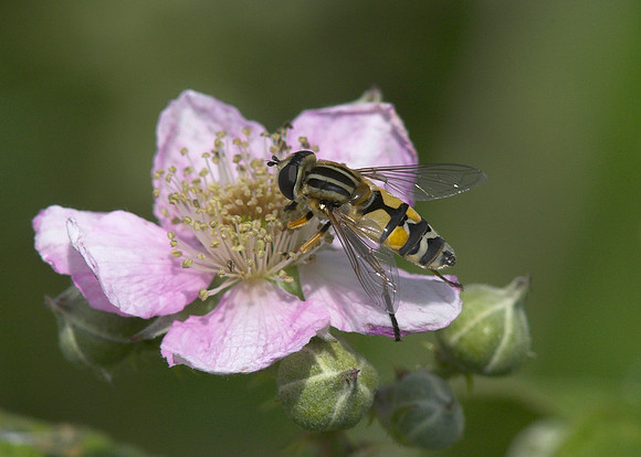 Large Tiger Hoverfly (Helophilus trivittatus) female