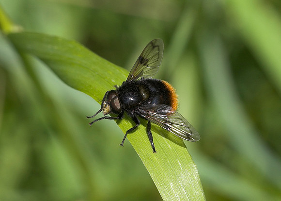 Bumblebee Hoverfly (Volucella bombylans) male