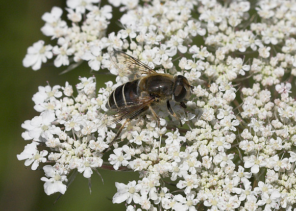 Stripe-faced Dronefly (Eristalis nemorum) female