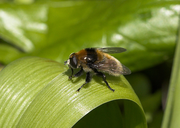 Large Narcissus Fly (Merodon equestris)
