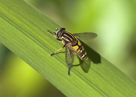 Tiger Hoverfly (Helophilus pendulus)
