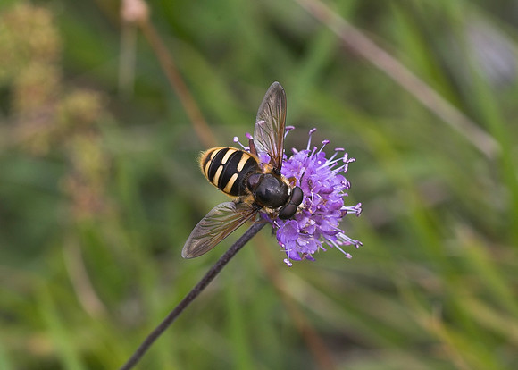 Yellow-barred Peat Hoverfly (Sericomyia silentis) male