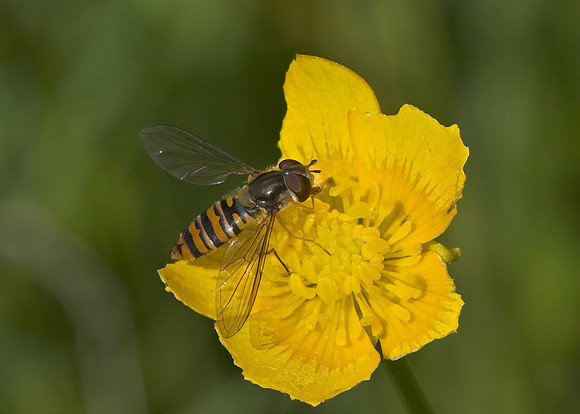 Marmalade Hoverfly (Episyrphus balteatus) female