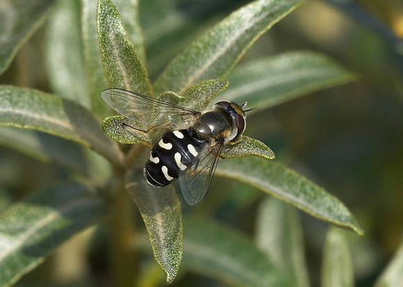 Hoverfly (Scaeva pyrastri) female