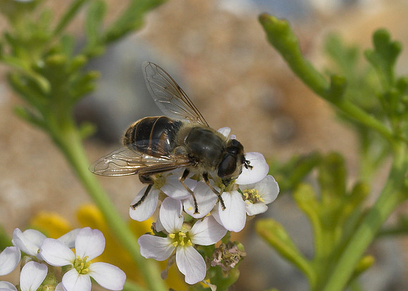 Tapered Dronefly (Eristalis pertinax) female