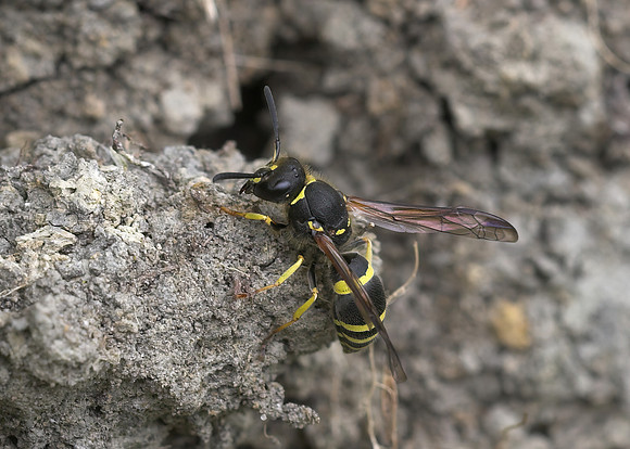 Mason Wasp (Ancistrocerus sp.)