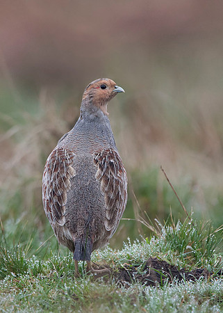 Grey Partridge