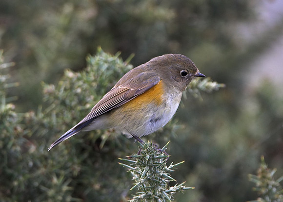 Red-flanked Bluetail