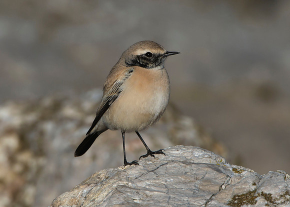 Desert Wheatear (male, winter plumage)