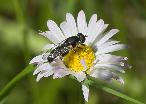 Thick-legged Hoverfly (Syritta pipiens) female