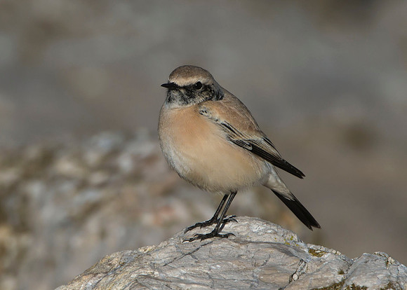 Desert Wheatear (male, winter plumage)