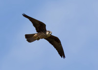 Eleonora's Falcon (2nd-summer, pale-morph)