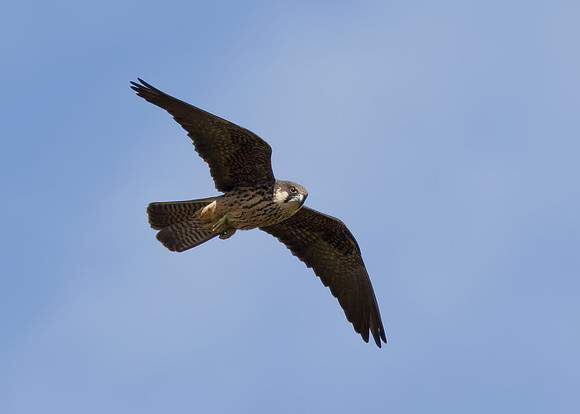 Eleonora's Falcon (2nd-summer, pale-morph)