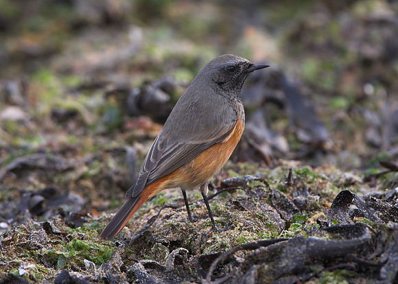 Eastern Black Redstart (1st winter male) phoenicurus ochruros phoenicuroides