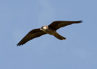 Eleonora's Falcon (2nd-summer, pale-morph)