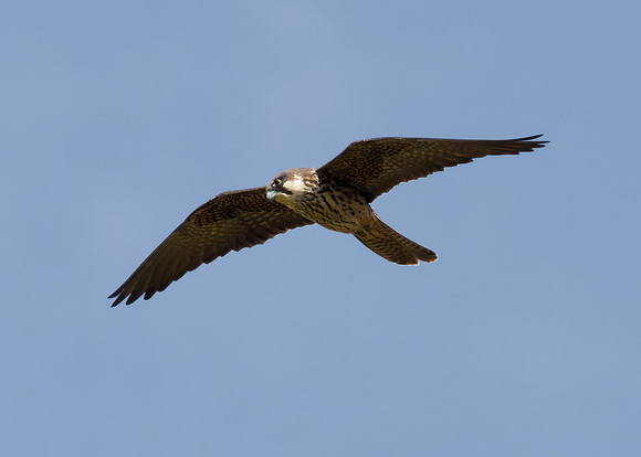 Eleonora's Falcon (2nd-summer, pale-morph)