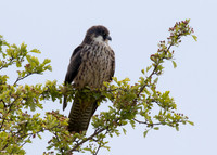 Eleonora's Falcon (2nd-summer, pale-morph)