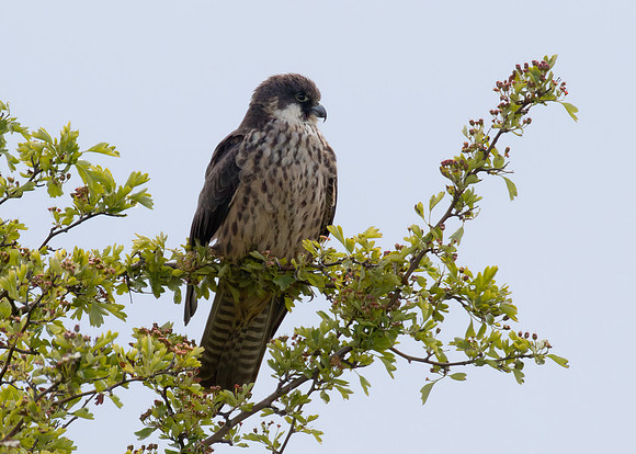 Eleonora's Falcon (2nd-summer, pale-morph)