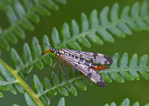Scorpion Fly (Panorpa Communis) female