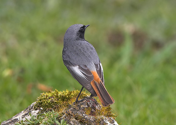 Black Redstart (adult male)