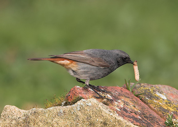 Black Redstart (1st summer male)