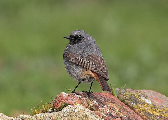 Black Redstart (1st summer male)