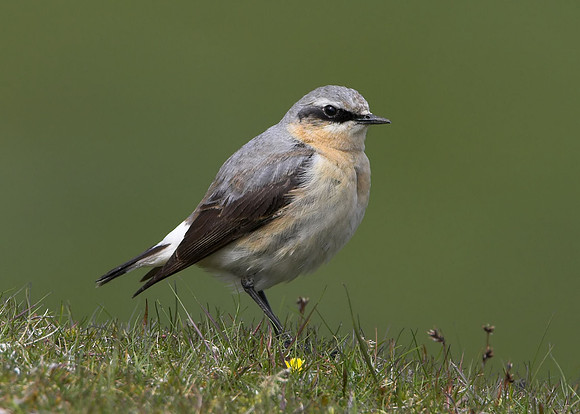 Wheatear (male)