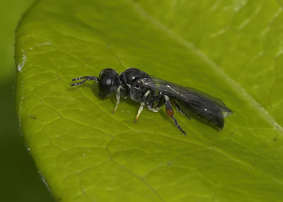 Digger Wasp (Rhopalum coarctatum)