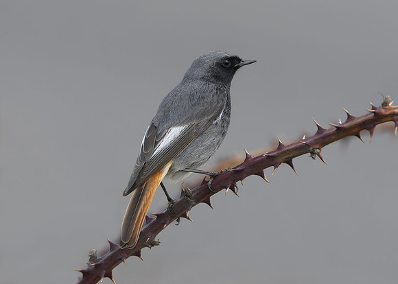 Black Redstart (adult male)