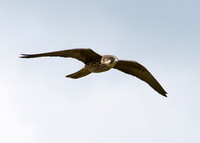Eleonora's Falcon (2nd-summer, pale-morph)