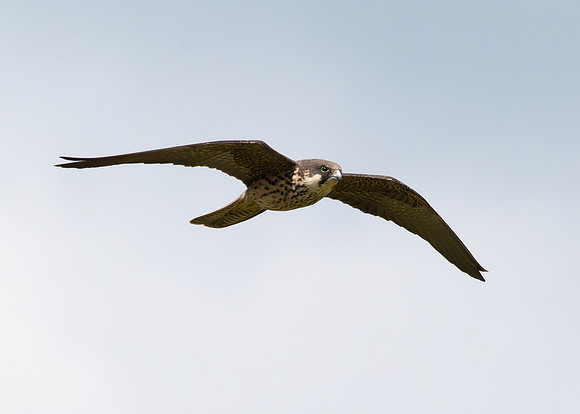 Eleonora's Falcon (2nd-summer, pale-morph)