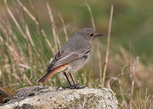 Black Redstart (female)