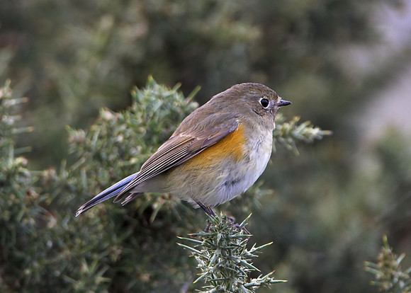 Red-flanked Bluetail