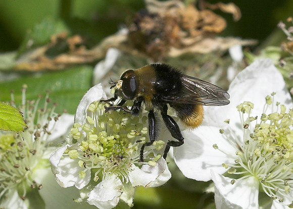 Large Narcissus Fly (Merodon equestris)
