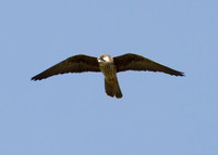 Eleonora's Falcon (2nd-summer, pale-morph)