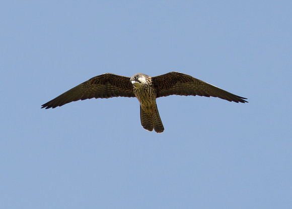 Eleonora's Falcon (2nd-summer, pale-morph)