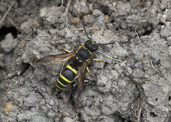 Mason Wasp (Ancistrocerus sp.)