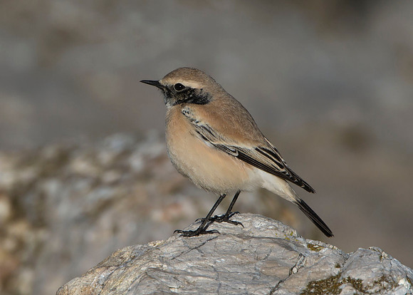 Desert Wheatear (male, winter plumage)